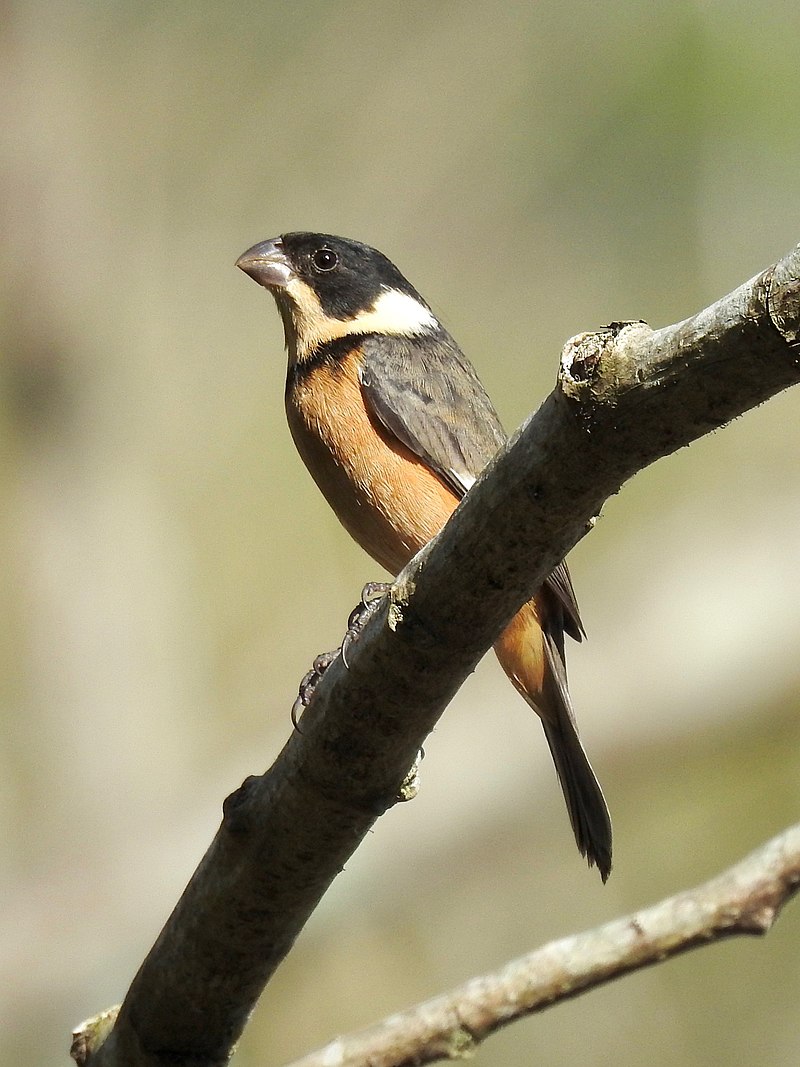 50 Common Birds Of Mexico City - The Worlds Rarest Birds